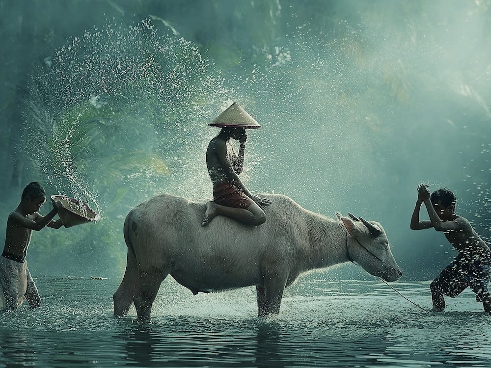 Water Buffalo