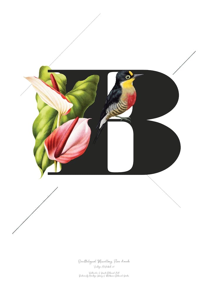 Botanical Alphabet B
