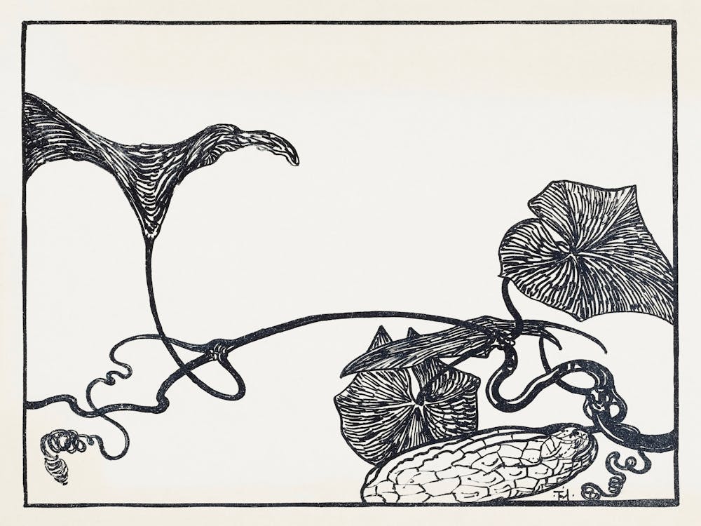 Cucumber Plant (1898), Theo Van Hoytema
