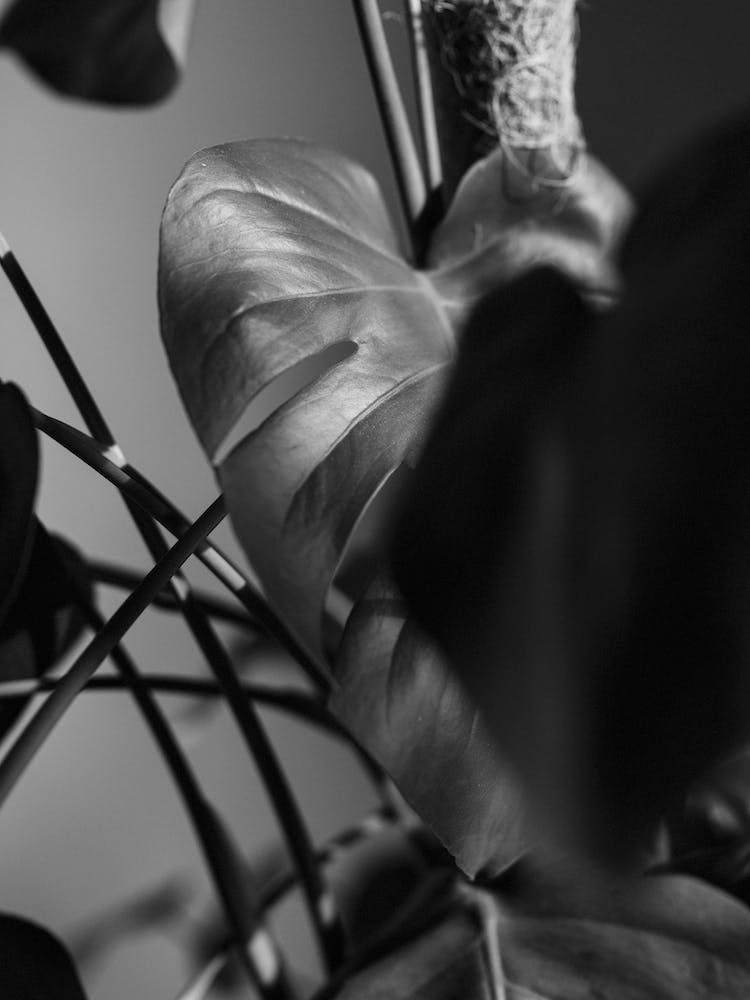 Monstera