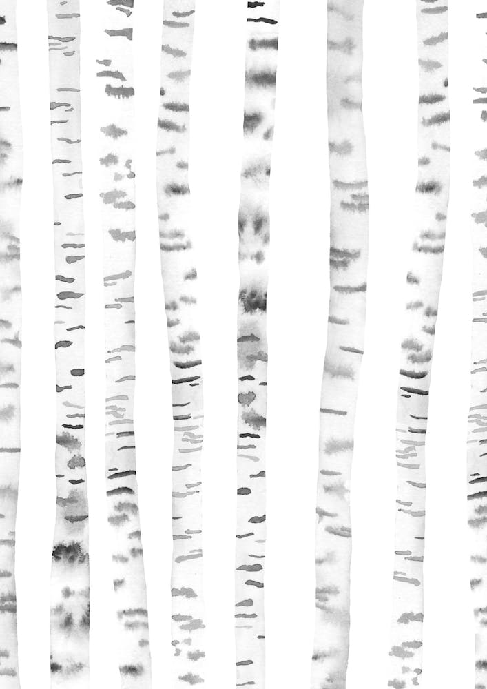 Birch Trees