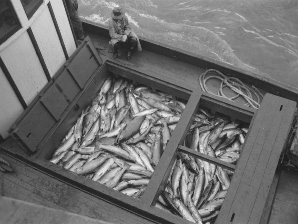 Boatload Of Salmon At The Docks Of The Columbia River Packing Association, Astoria, Oregon By Russell Lee