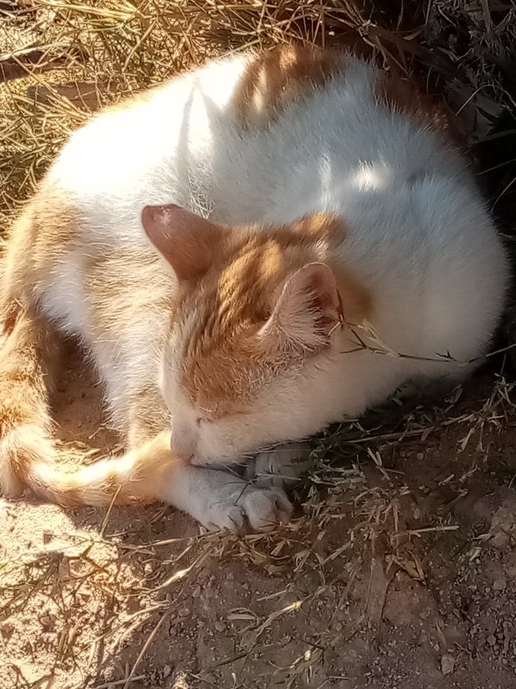 Loulou cat