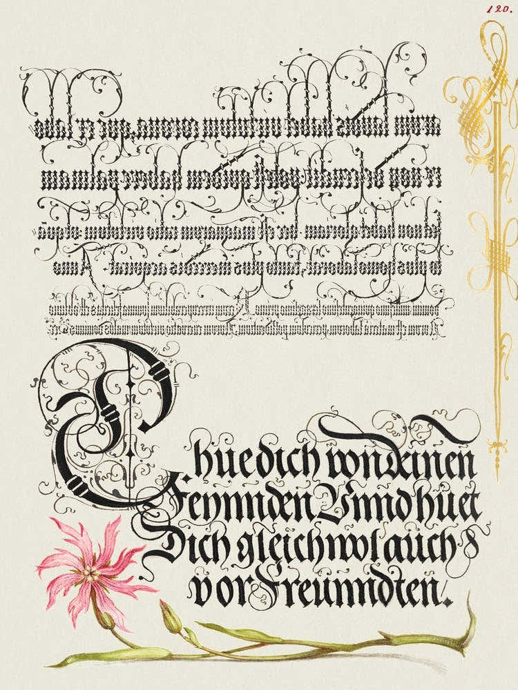 Cuckoo Flower From Mira Calligraphiae Monumenta, Joris Hoefnagel