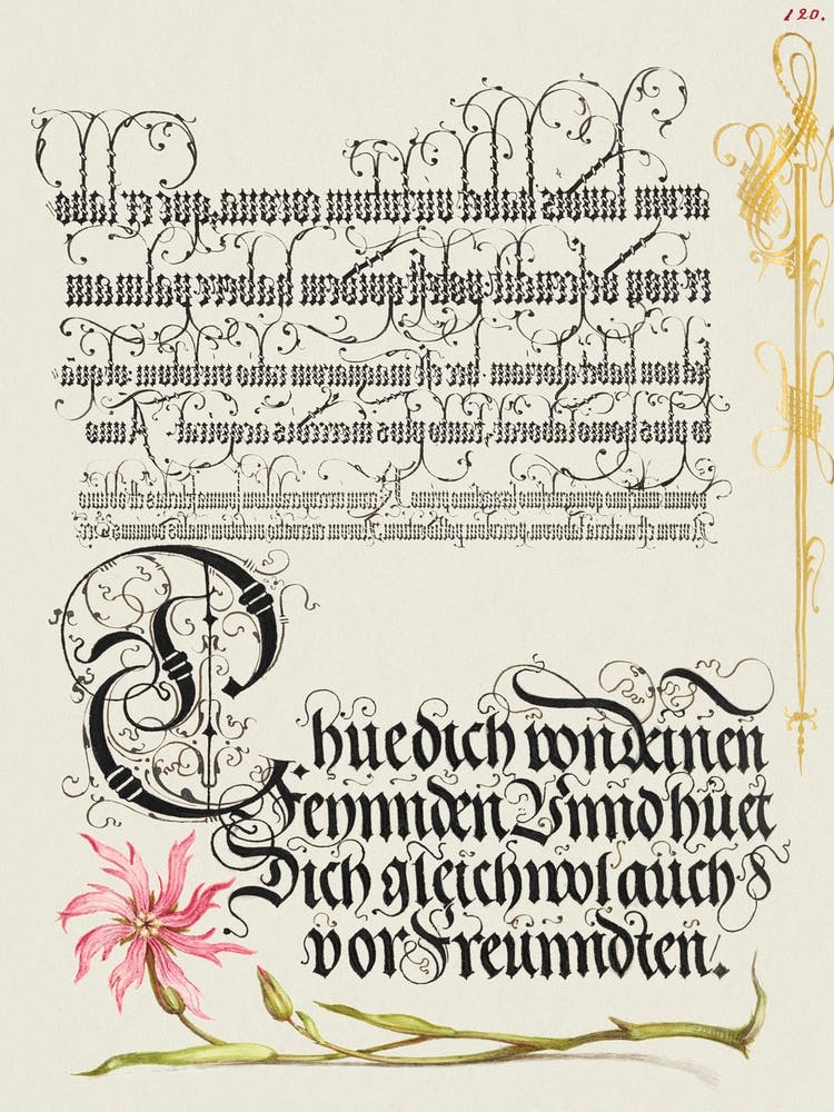 Cuckoo Flower From Mira Calligraphiae Monumenta, Joris Hoefnagel