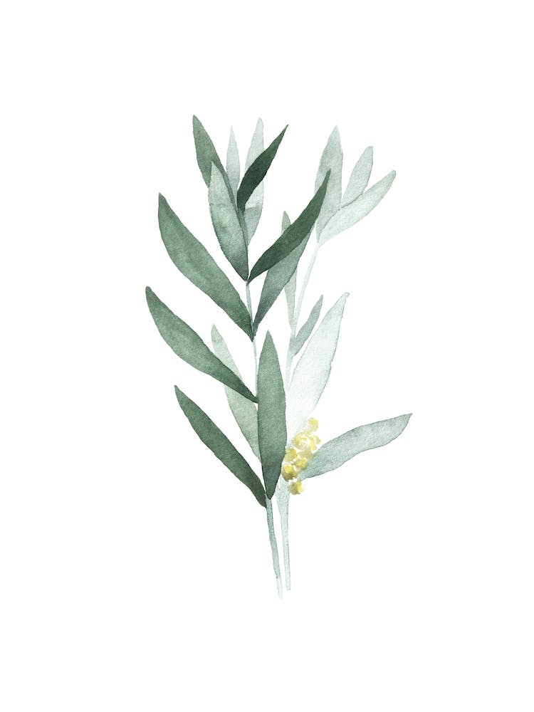 Eucalyptus I