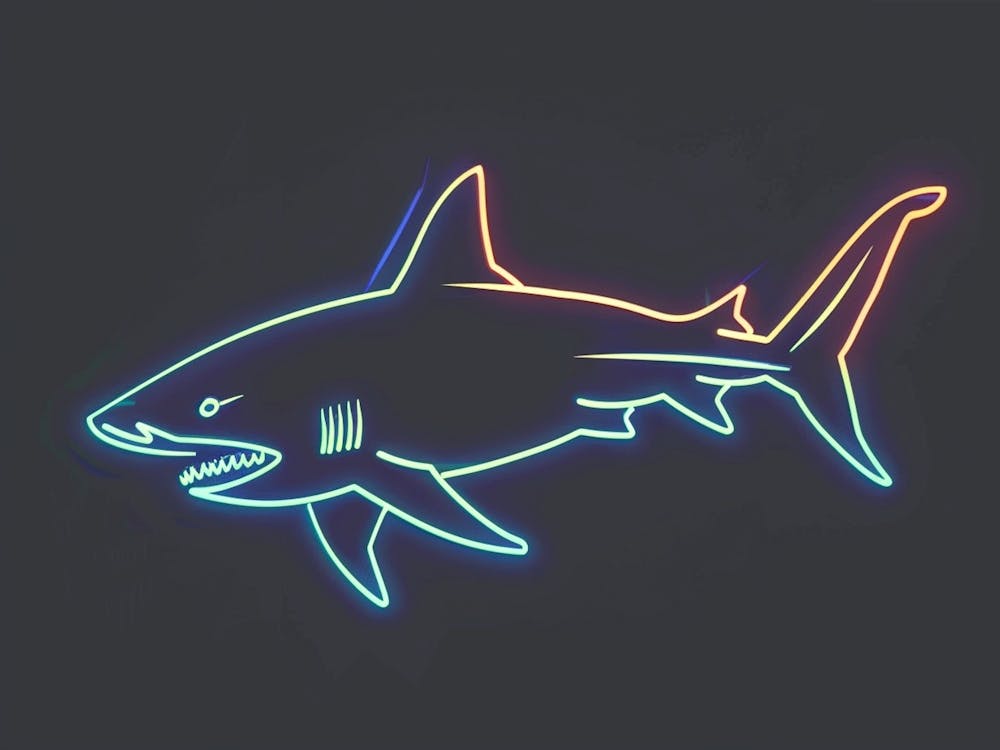 Néon Requin de Récif à Pointe Noire 4