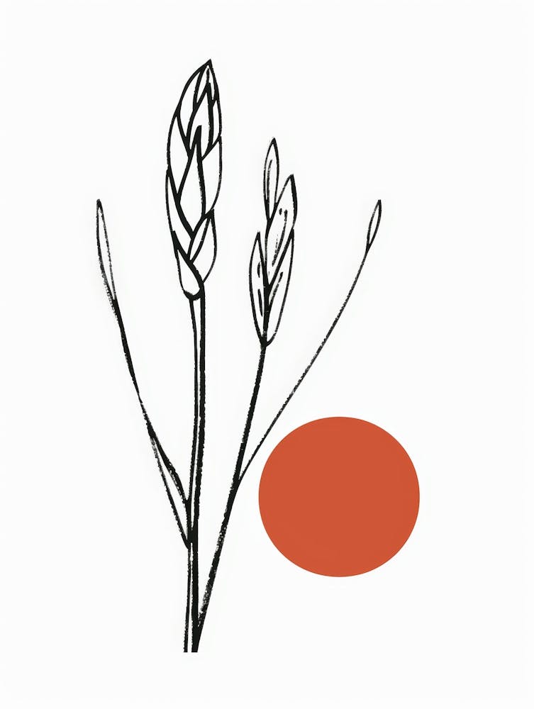 Sorghum