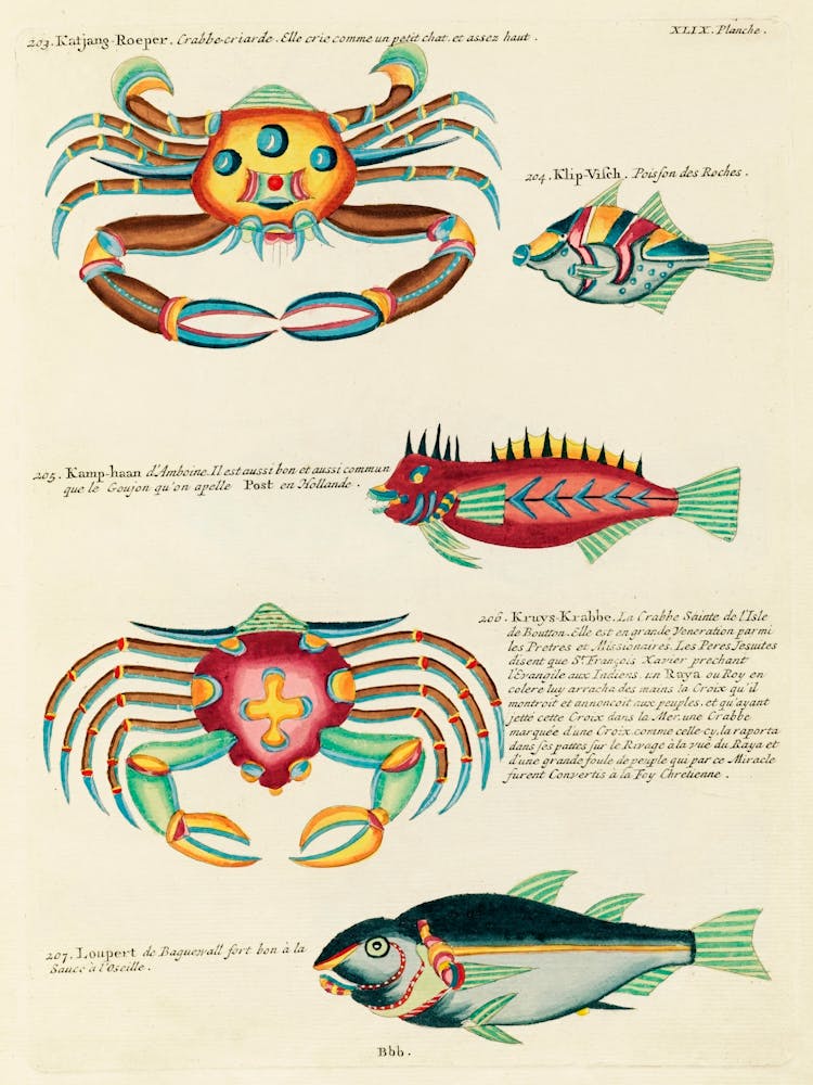 Colourful And Surreal Illustrations Of Fishes And Crabs Found In Moluccas (Indonesia) And The East Indies, Louis Renard(30)