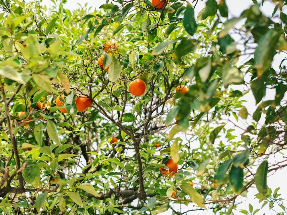 Oranges On A Tree // Valencia, Spain, Travel Photography