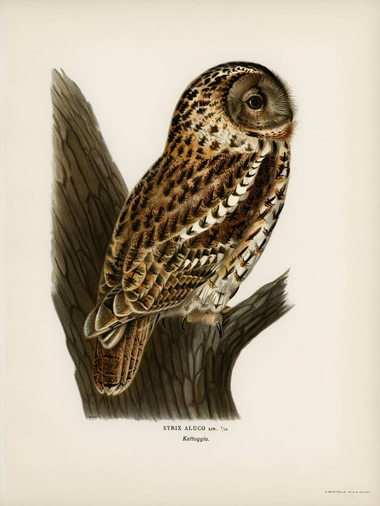 Strix Aluco (Tawny Owl), The Von Wright Brothers