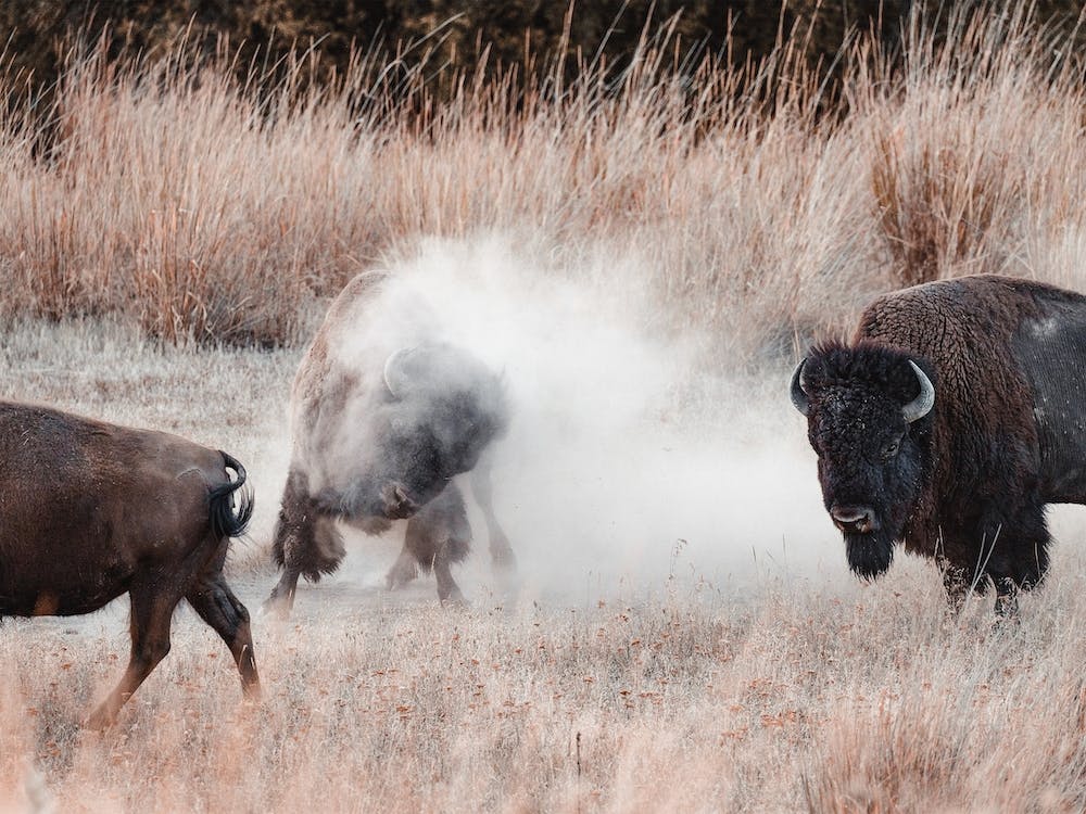 Kämpfende Bisons