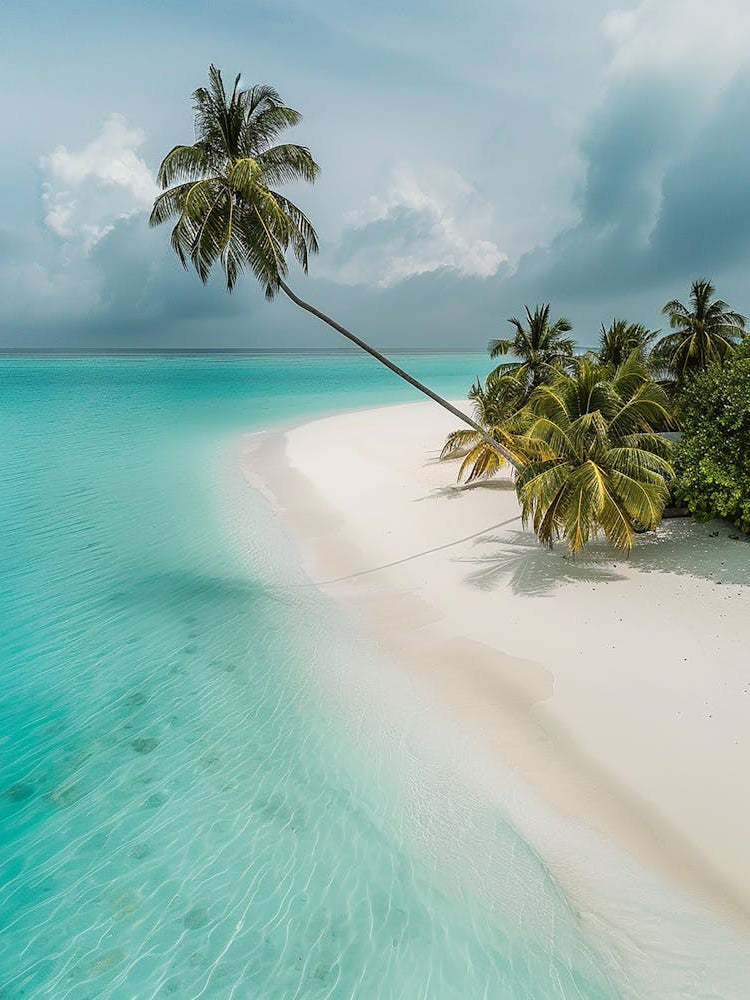 Palm Trees On The Beach