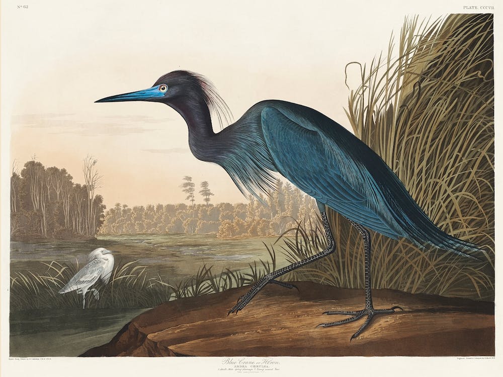 Blauer Kranich Oder Reiher, Birds Of America, John James Audubon