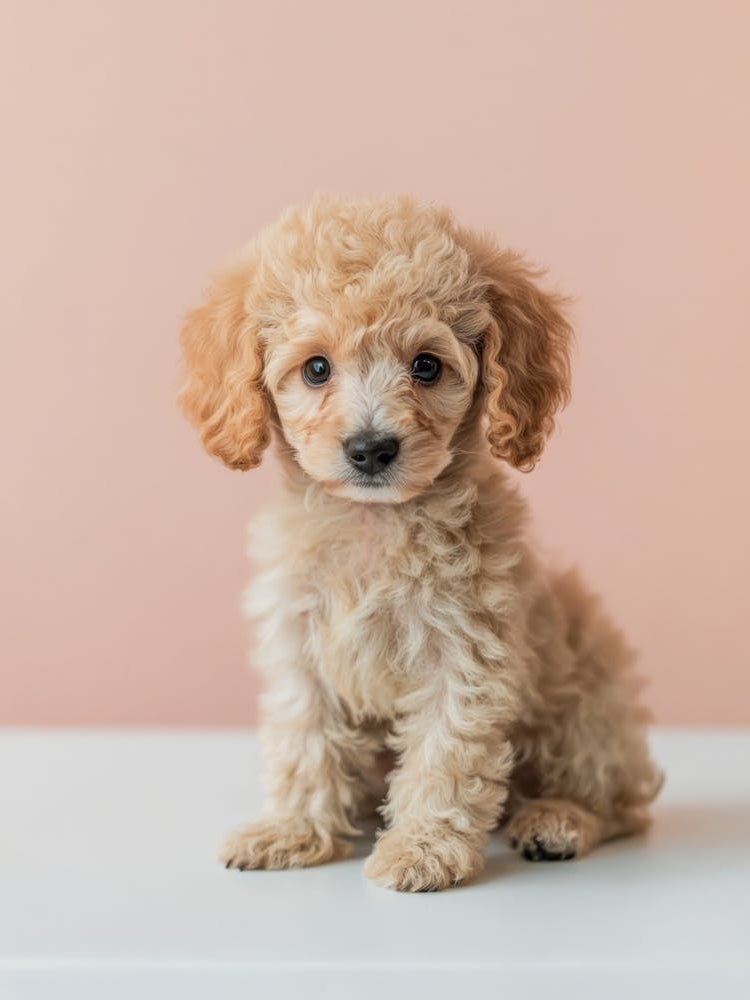 Poodle Puppy. Generated AI.