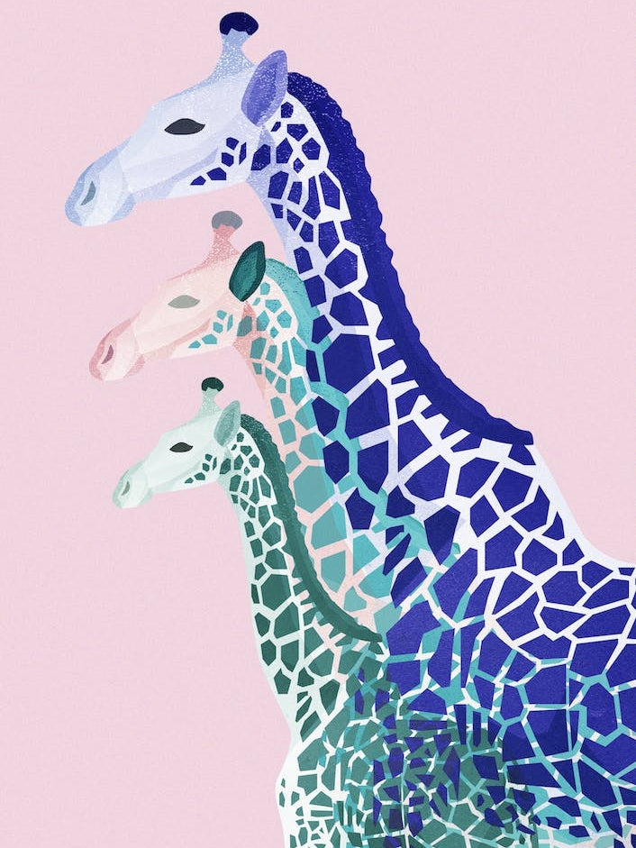 Giraffes in Pink