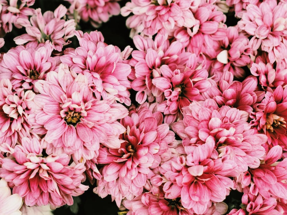 Bright Pink Flowers