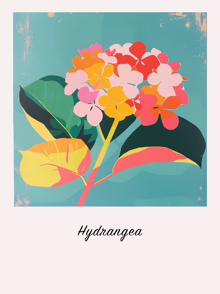 Hydrangea Square Flower Illustration Poster