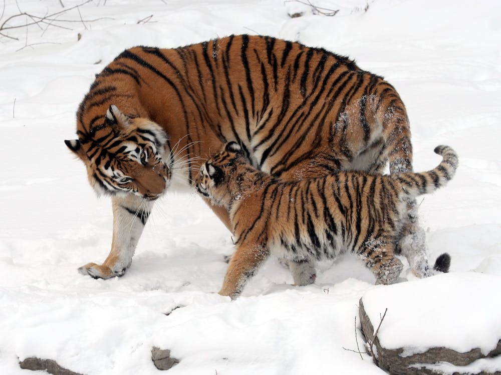 Siberian Tigress With Baby