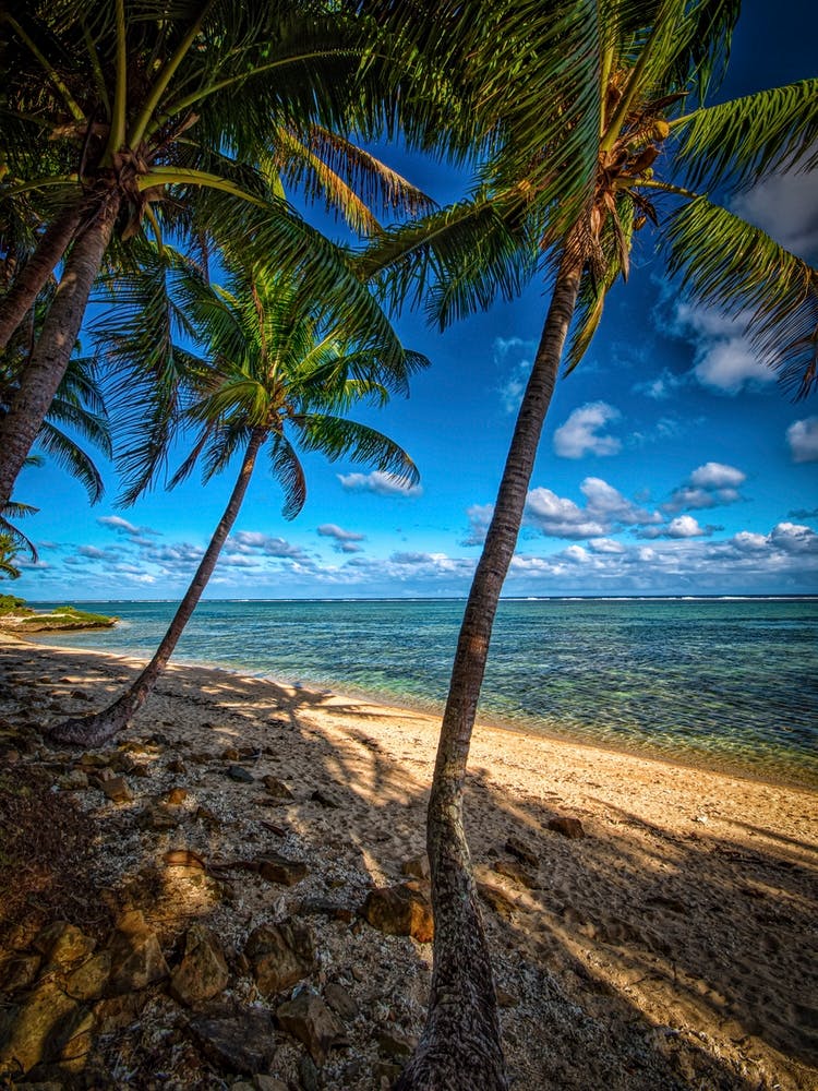 Tropical Shores