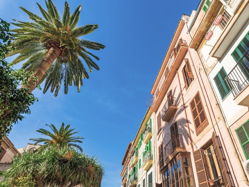 Italy Palm Tree In The Street