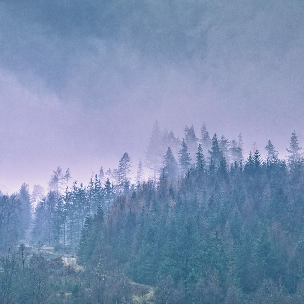 Morning Forest Square