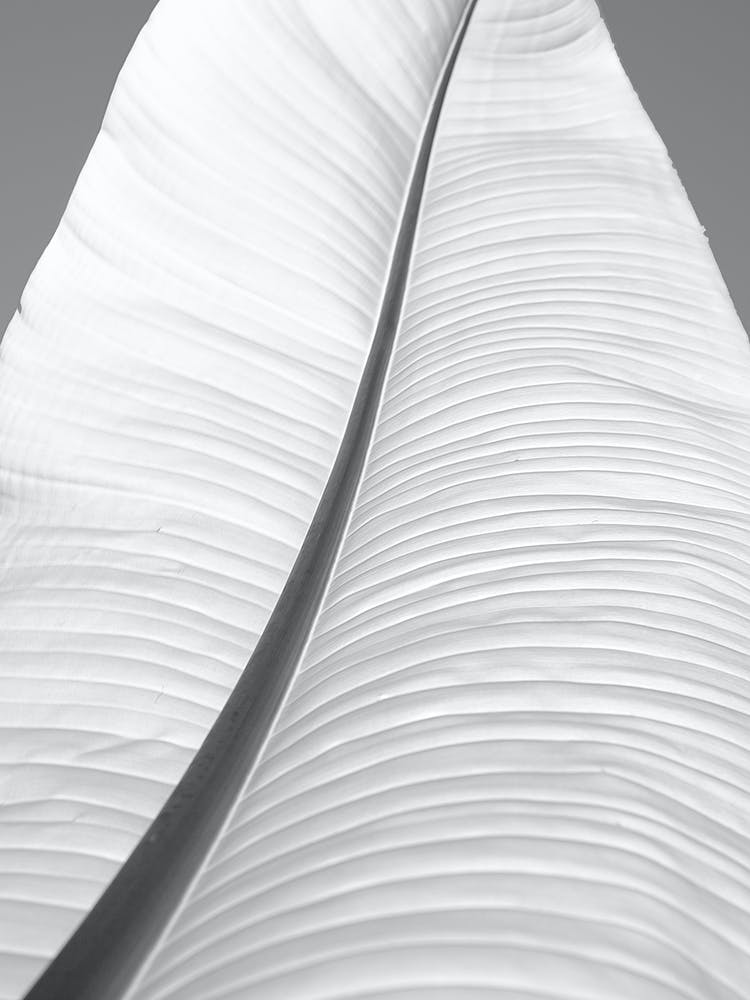 Black And White Banana Leaf