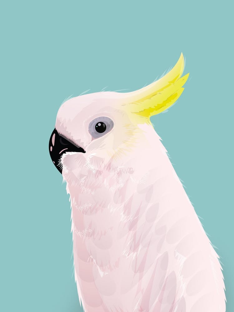 Cockatoo
