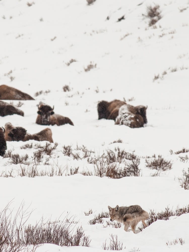 Coyote Near Buffalo