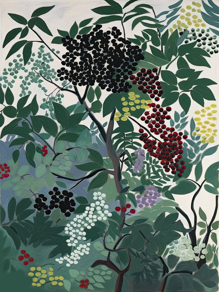 Elderberry Fruit Drawing 4