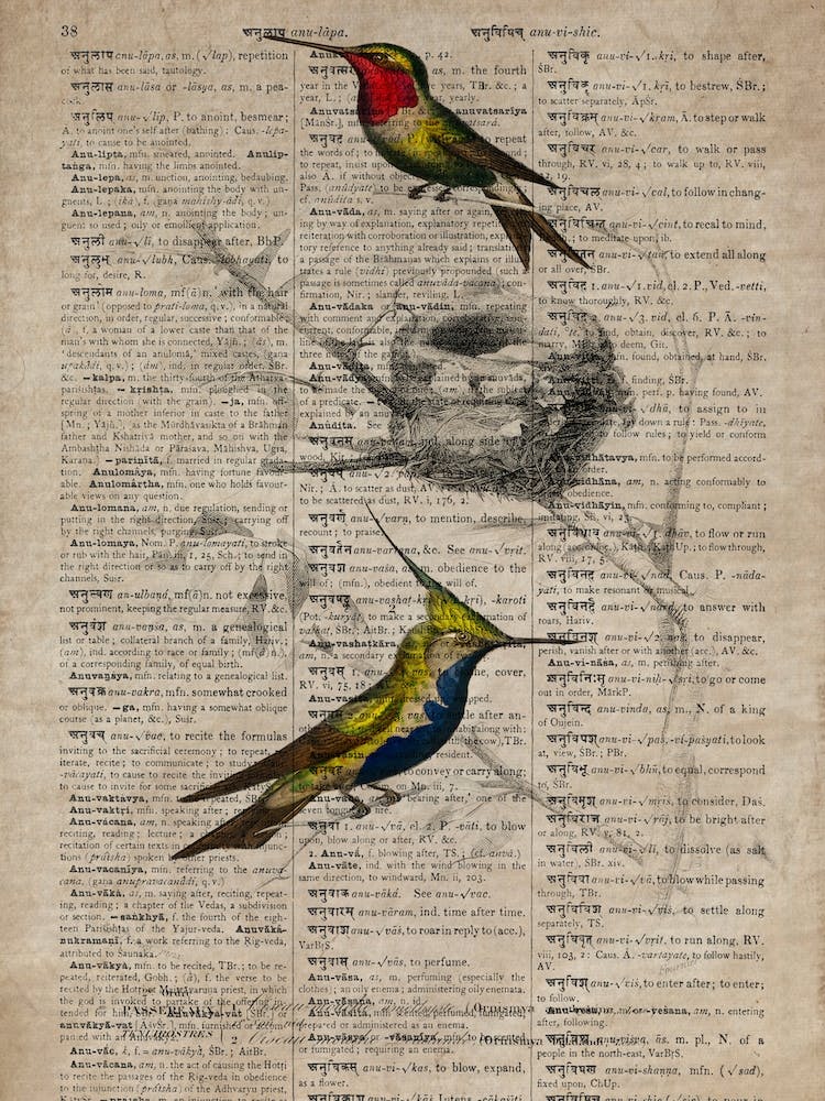 Humming Bird Dictionnaire Universel Dhistoire Naturelle 