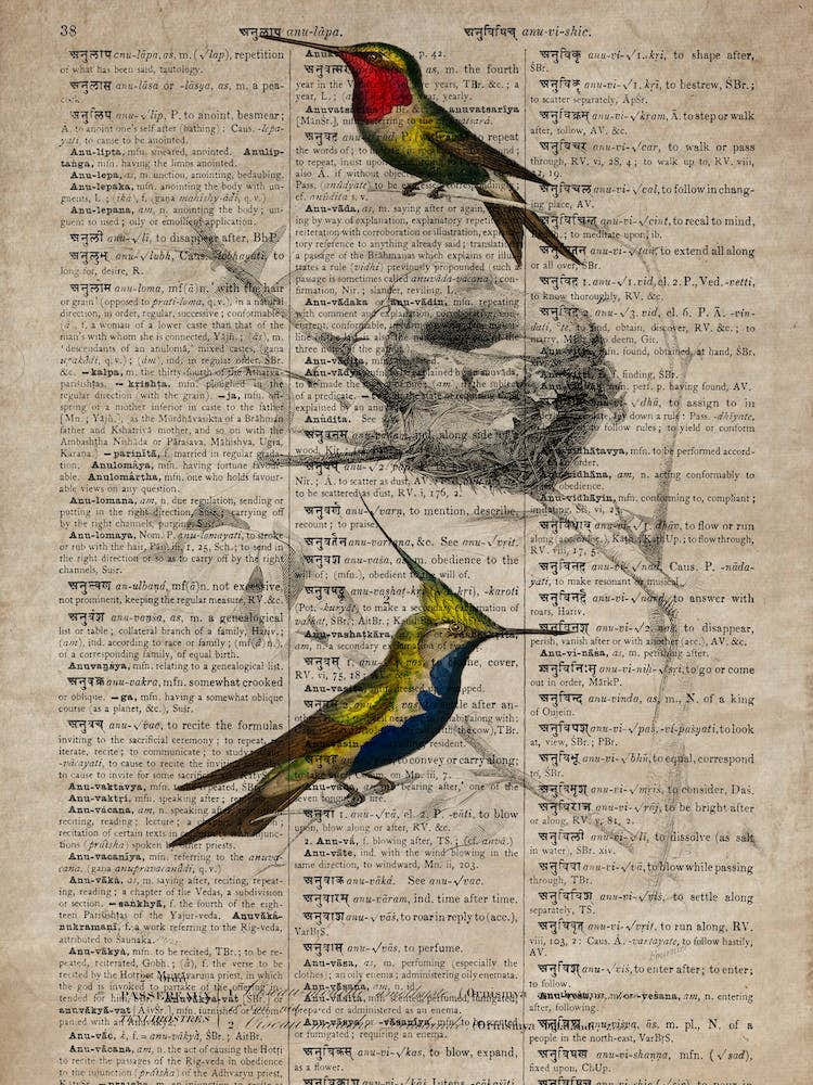 Humming Bird Dictionnaire Universel Dhistoire Naturelle