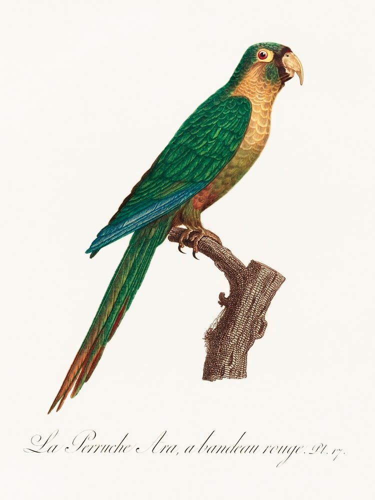 The Musk Lorikeet From Natural History Of Parrots, Francois Levaillant, Francois Levaillant