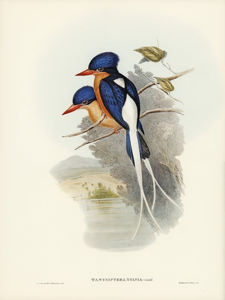 Kingfisher