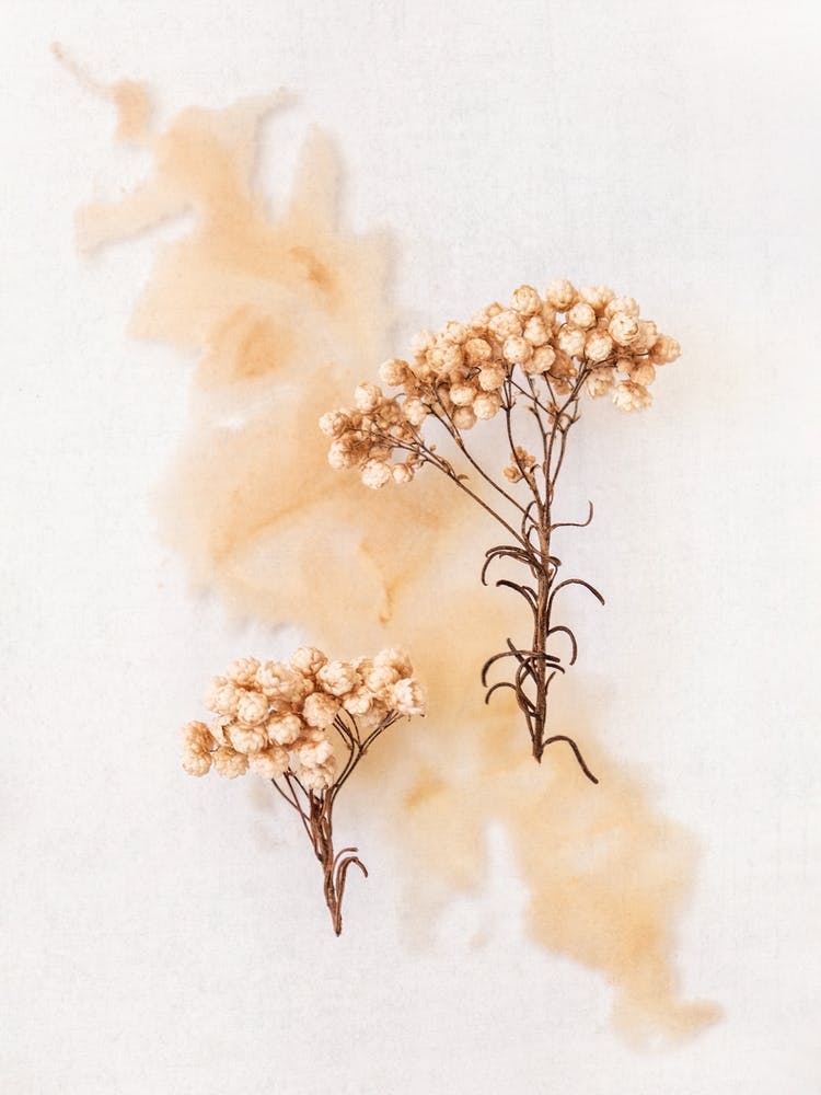 Delicate Peachy Florals