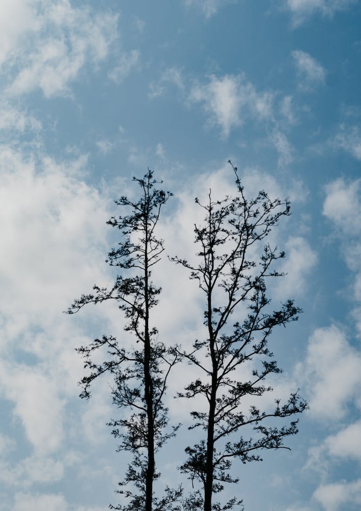 Die Silhouette Zweier Bäume In Der Natur
