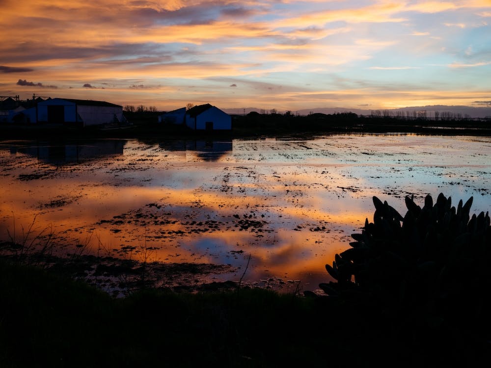 Portuguese Meadowlands