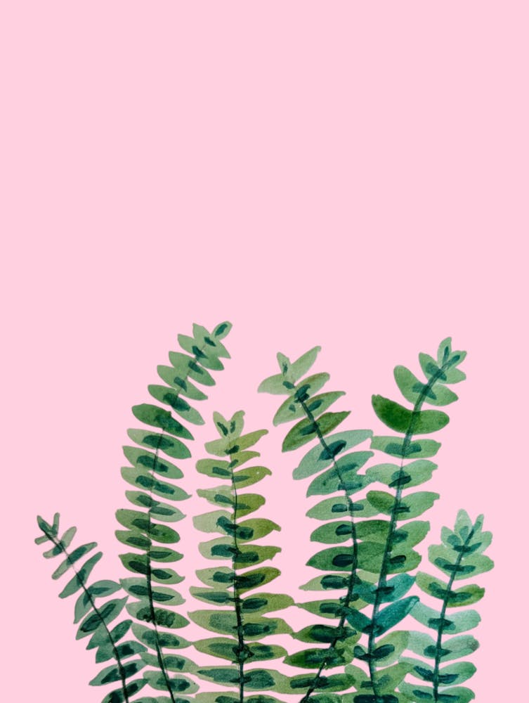 Green Pink Watercolour Illustration Botanical Foliage Houseplant