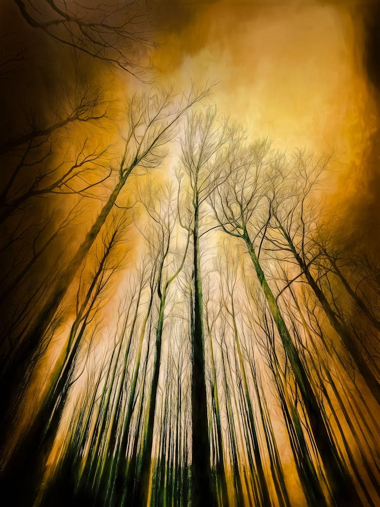 Mysterious Forest