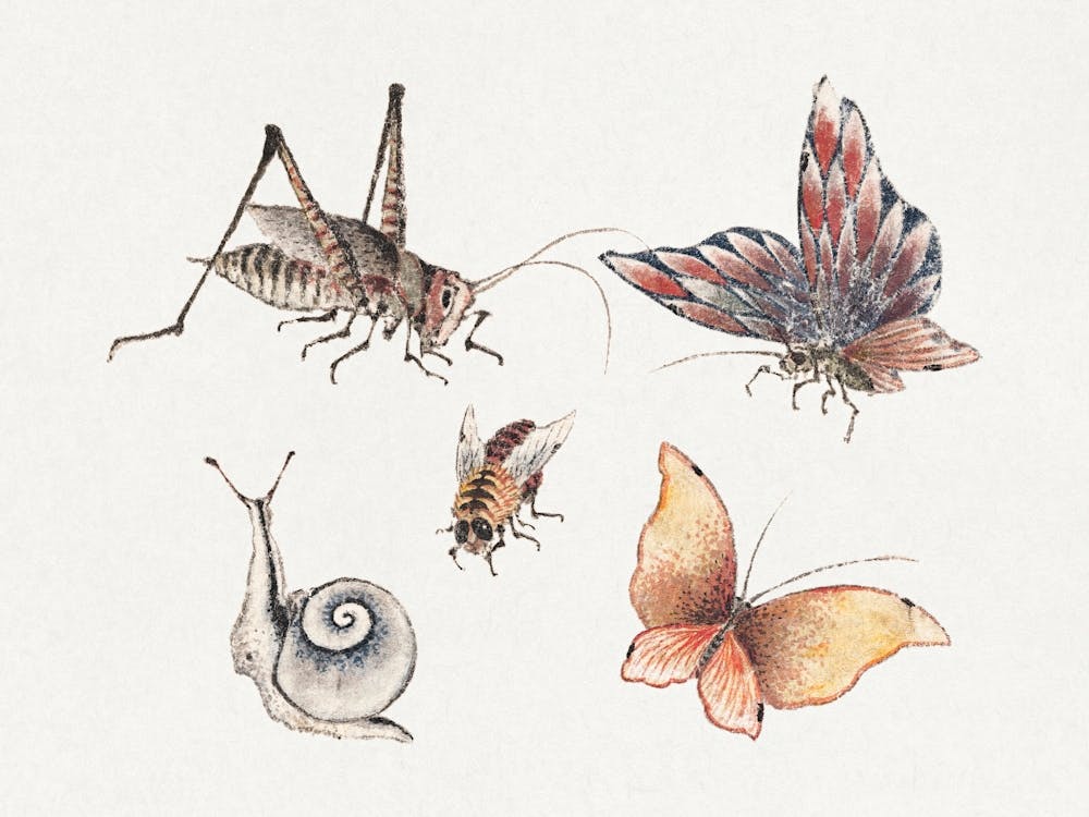 Insects, From Album Of Sketches (1814), Katsushika Hokusai