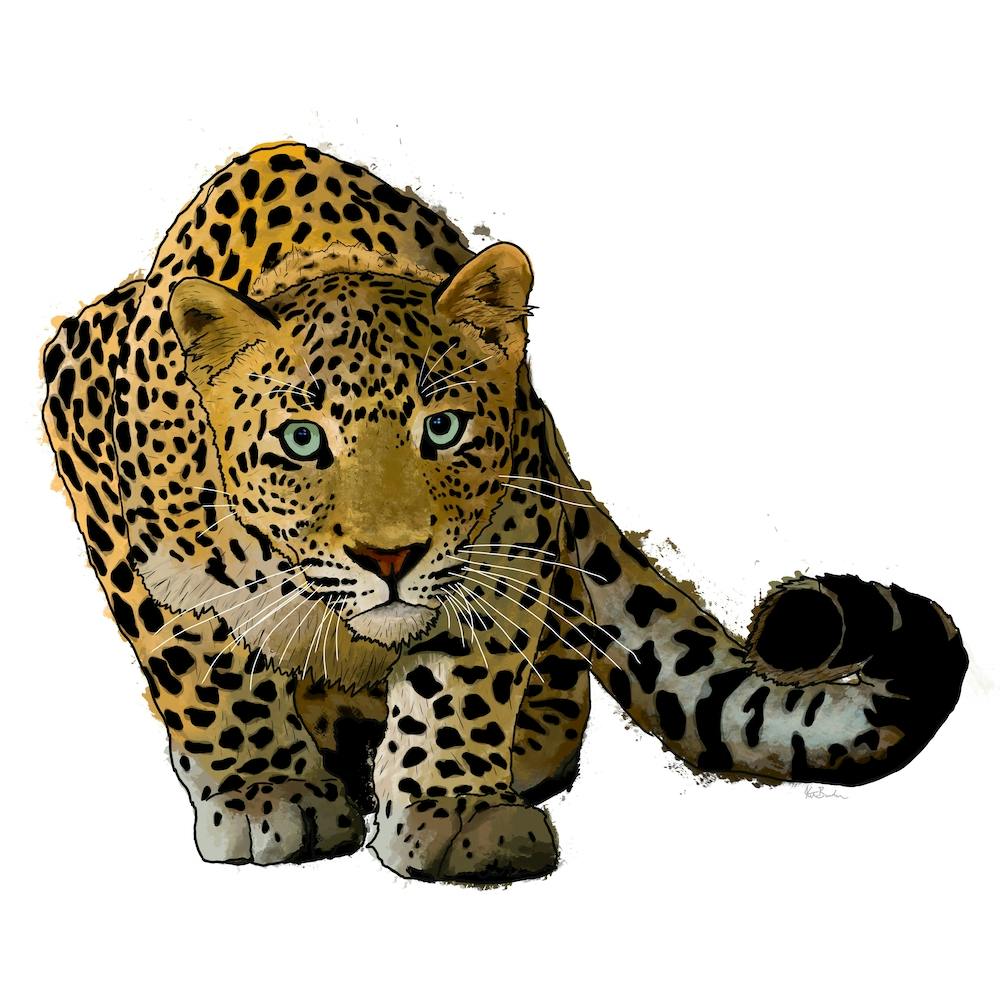 Leopard Stalking White Square