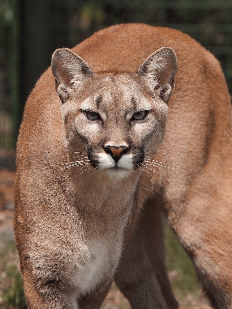 Mountain Lion