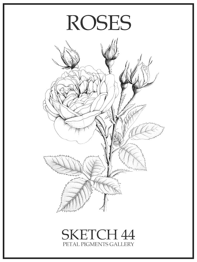 Roses Sketch 44 Poster