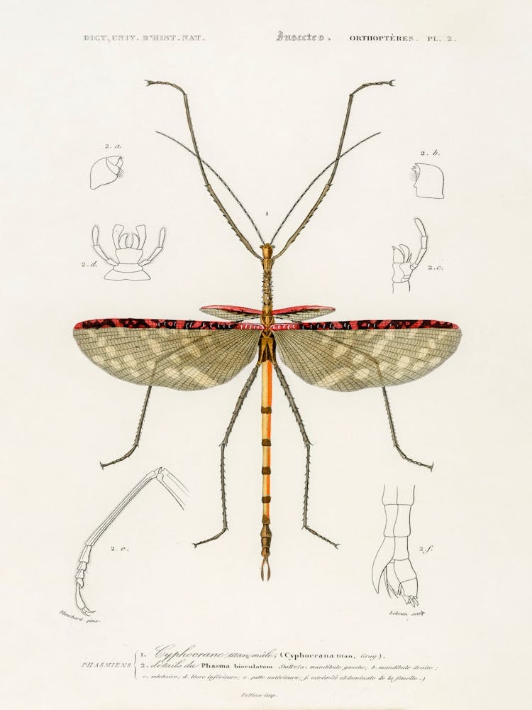 Cyphocrana Titan, Charles Dessalines D'Orbigny
