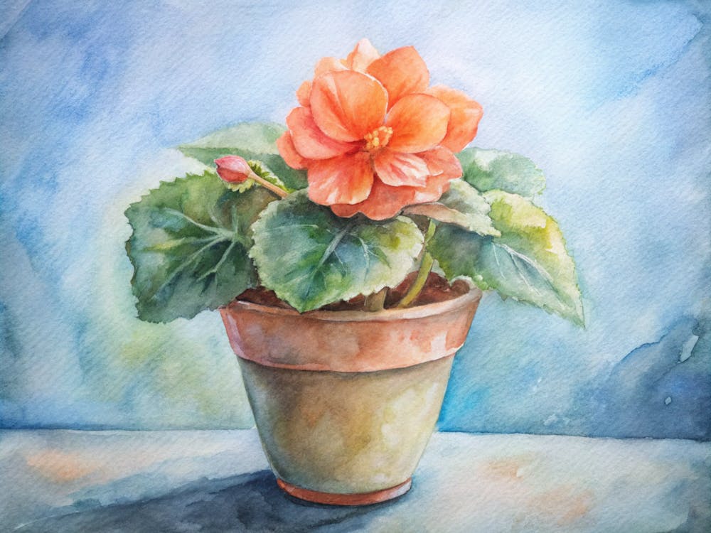 Orange Daffodil