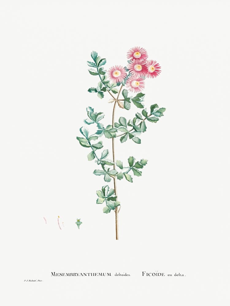 Mesembryanthemum Deltoides, Pierre Joseph Redoute
