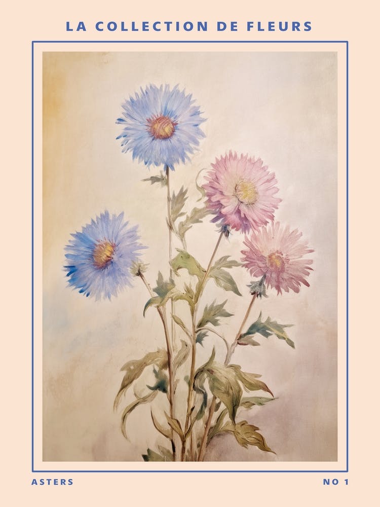 Aster French Flower Botanical Poster