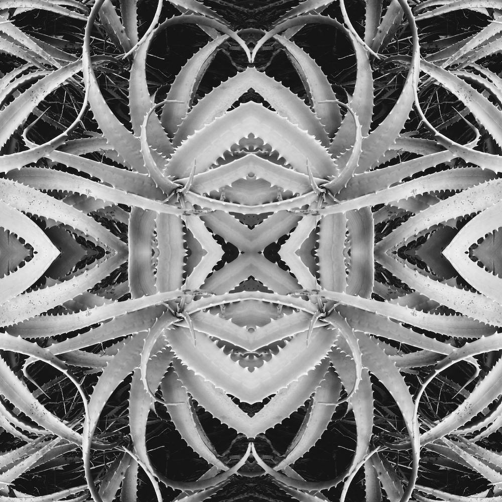 Spiked Too Bw