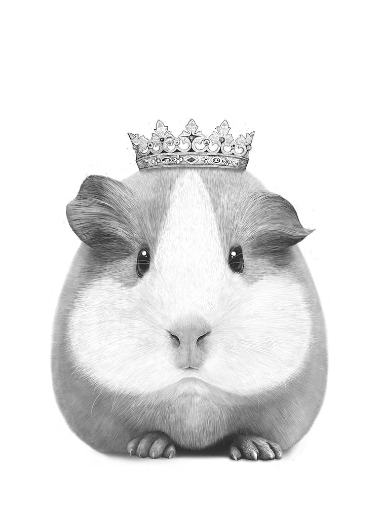 Queen Guinea Pig