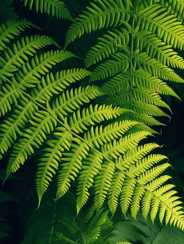 Affiche à Motif Fougère Arborescente Australienne 4